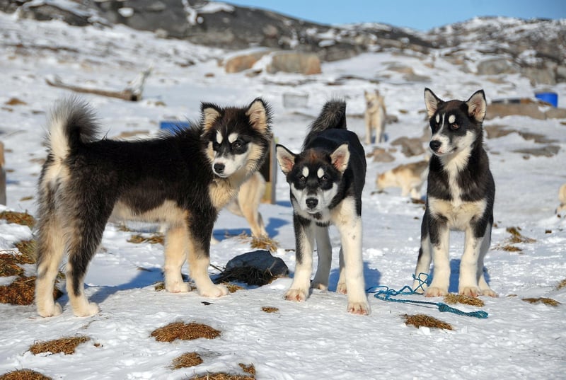 Greenland